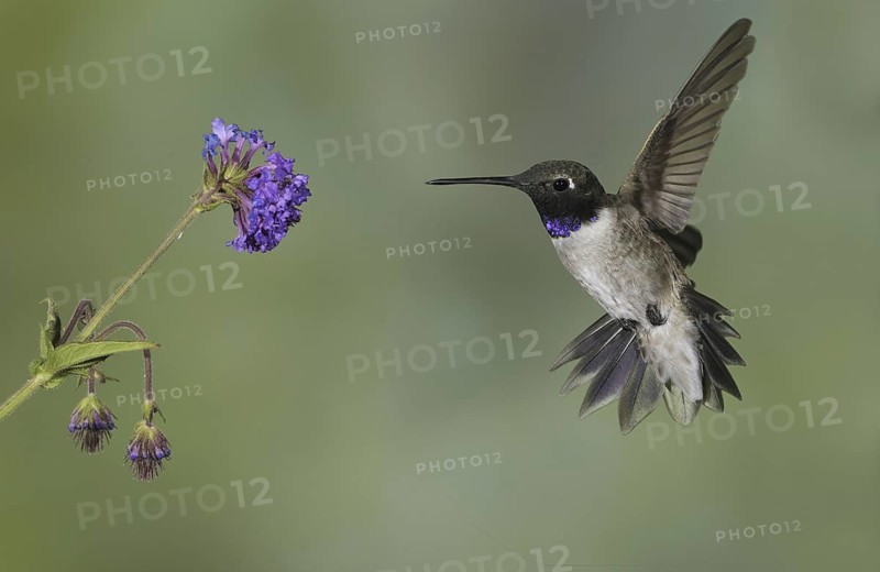 Black-chinned Hummingbird (Archilochus alexandri), Canada