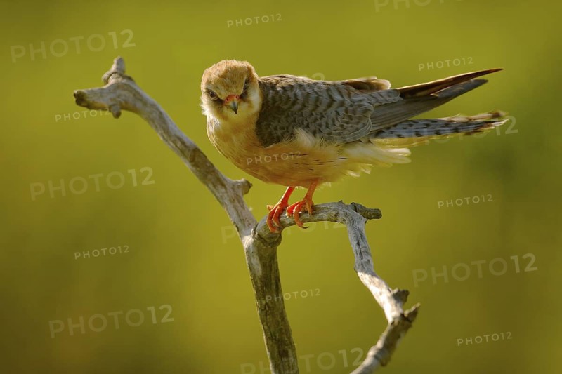 Red-footed Falcon, Falco vespertinus, bird sitting on branch with clear green background, cleaning plumage, feather in the bill, animal in the nature habitat, Hungary