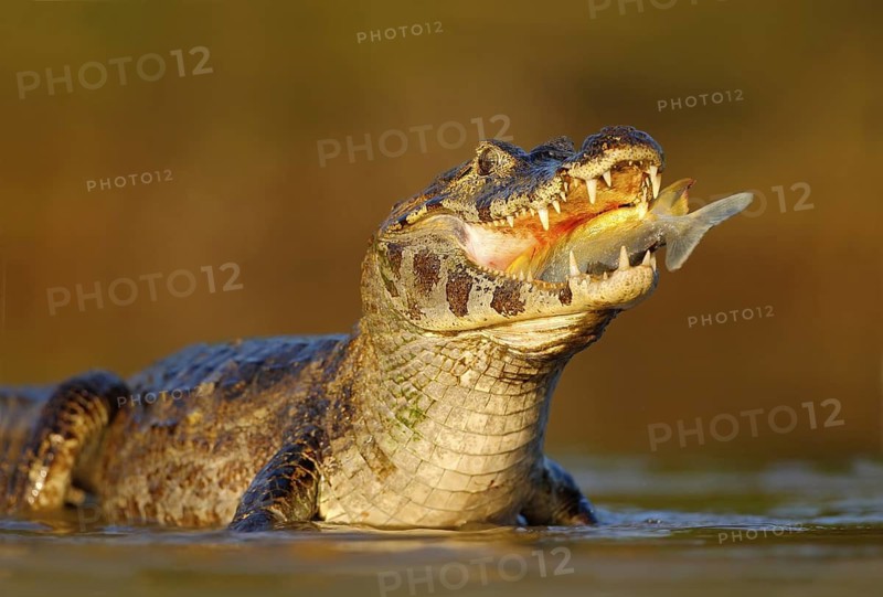 Caiman, Yacare Caiman, crocodile with fish in mouth with evening sun, in the river, Pantanal, Brazil