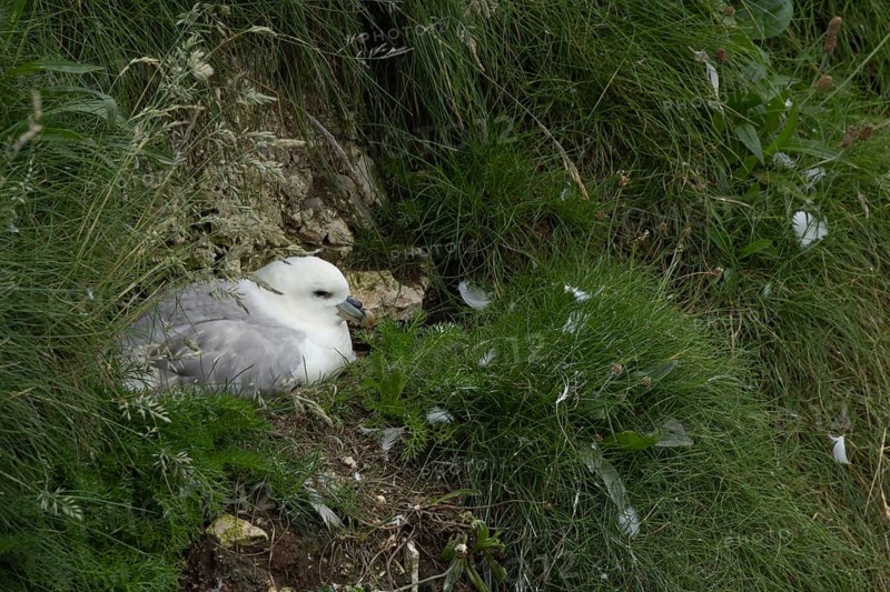 Northern fulmar (Fulmarus glacialis) adult seabird bird on a nest on a cliff, RSPB Bempton cliffs nature reserve, Yorkshire, England, United Kingdom