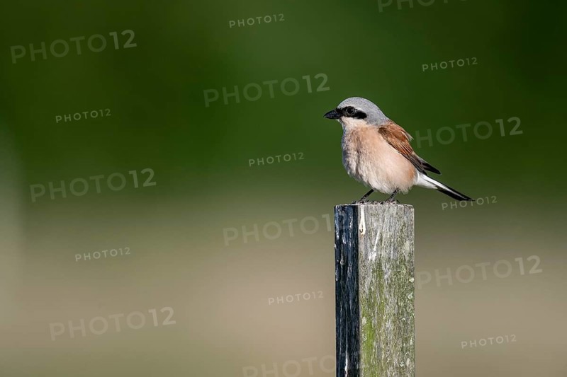 Red-backed shrike (Lanius collurio), Emsland, Lower Saxony, Germany