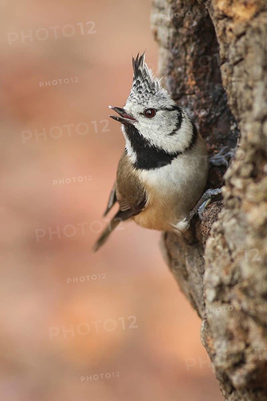 European Crested Tit (Lophophanes cristatus), Baden-Wuerttemberg, Germany