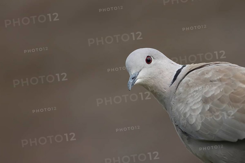 Collared dove (Streptopelia decaocto) adult bird head portrait, England, United Kingdom