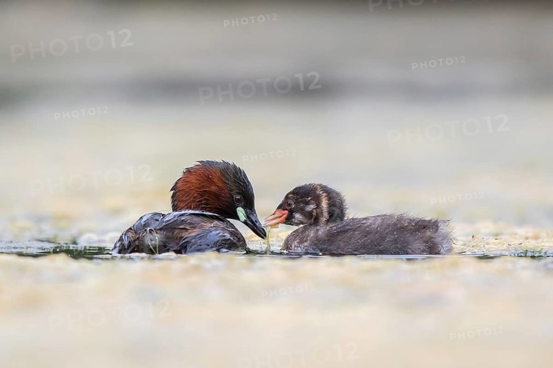 Little Grebe (Tachybaptus ruficollis) with chick, North Rhine-Westphalia, Germany