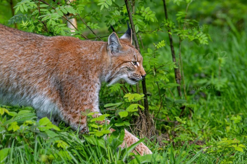 Eurasian lynx (Lynx lynx) hunting in thicket of forest