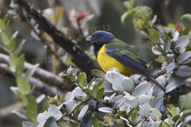 Black-chested Mountain Tanager (Buthraupis eximia), Ecuador
