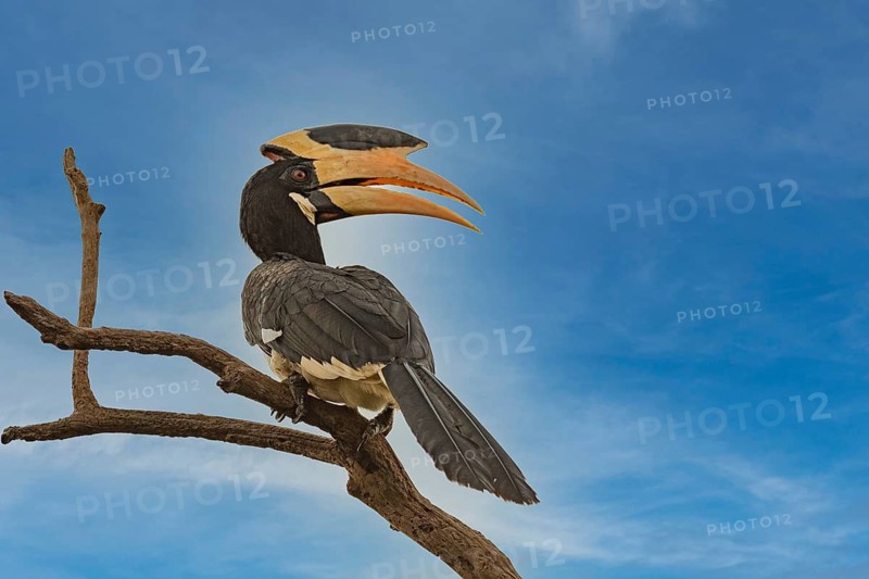 Weiblicher Malabarhornvogel (Anthracoceros coronatus) auf sienem Ansitzast im Wilpattu NP