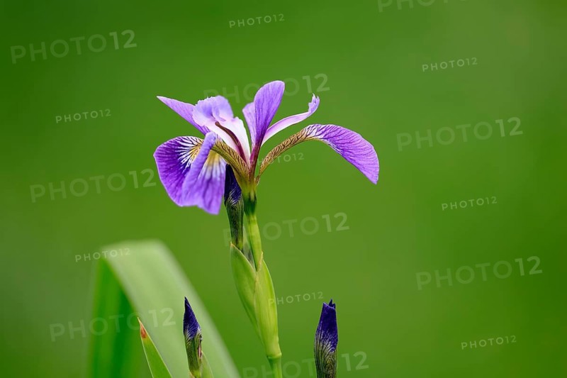 American marsh iris (Iris versicolor), flower, in bloom, at a pond, Ellerstadt, Germany