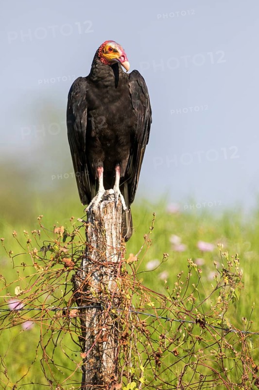 Lesser Yellow-headed Vulture (Cathartes burrovianus) perched on a pale, Santa Rosa, Guatemala