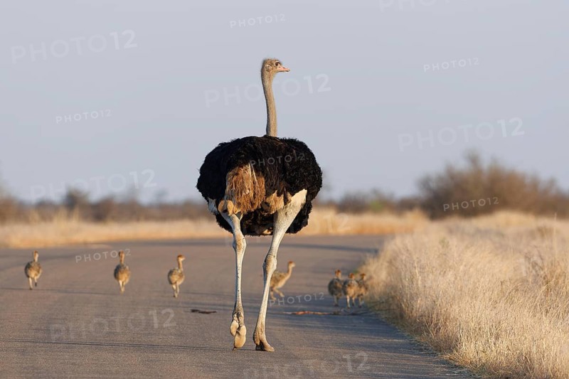 South African ostriches (Struthio camelus australis), adult male with a group of several chicks, walking on the asphalt road, morning light, Kruger National Park, South Africa