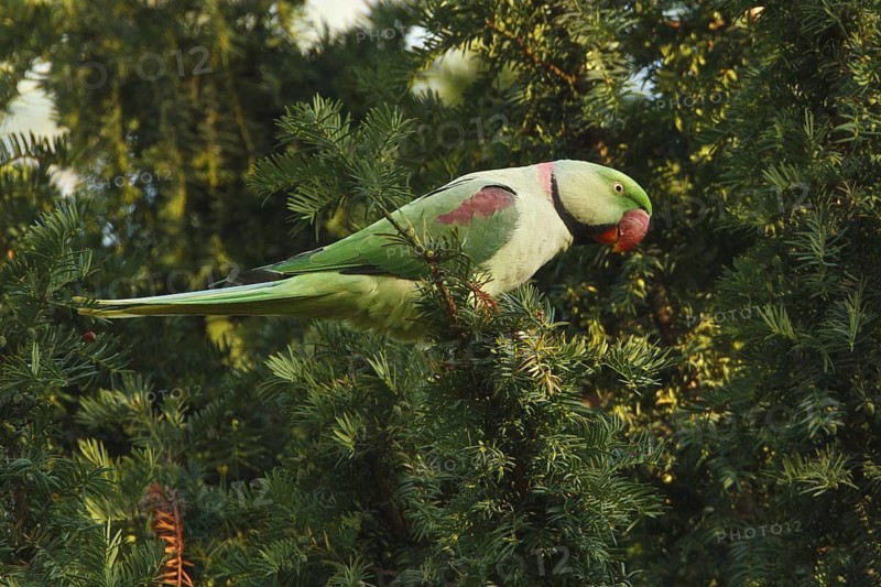 Alexandrine Parakeet (Psittacula eupatria) male, Rhineland-Palatinate, Germany