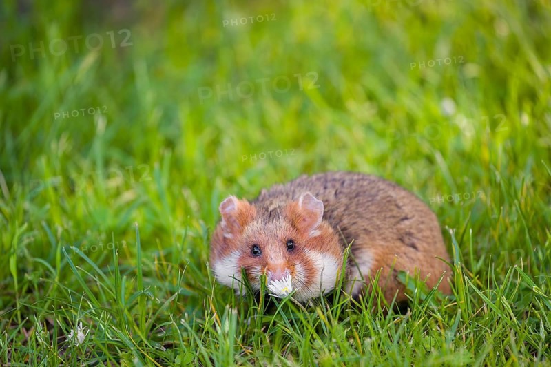 A European hamster (Cricetus cricetus), Eurasian hamster, black-bellied hamster or common hamster, collects herbs, grass and daisies on a meadow