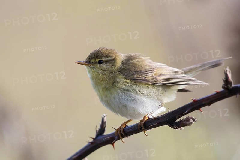 Willow Warbler (Phylloscopus trochilus) male perched on a branch, North-Rhine-Westphalia, Germany
