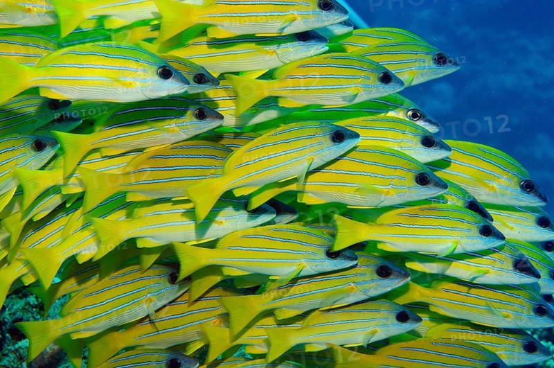 School of blue-striped snapper (Lutjanus kasmira), Indian Ocean, Mauritius