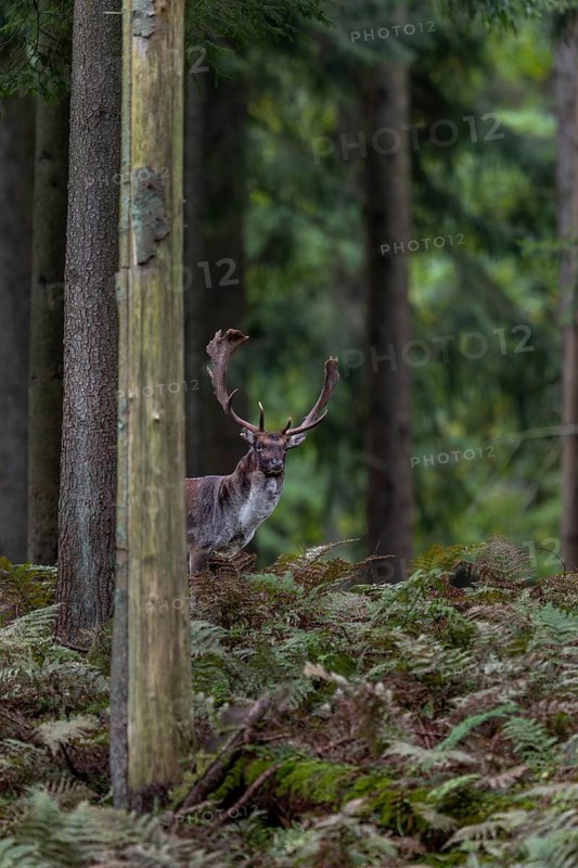 Attentive and watching for any change, a fallow deer (Dama dama) approaches the main rutting area, autumn, rut, fallow deer rut, October, Germany