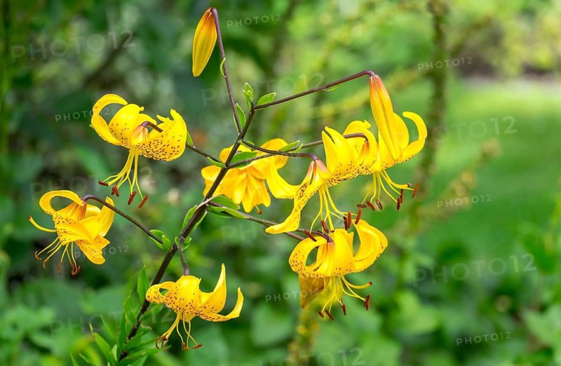 Turk's cap lily (Lilium martagon), North Rhine-Westphalia, Germany