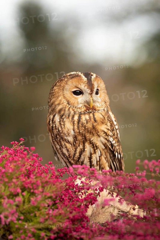 Tawny Owl (Strix aluco) captive, Germany