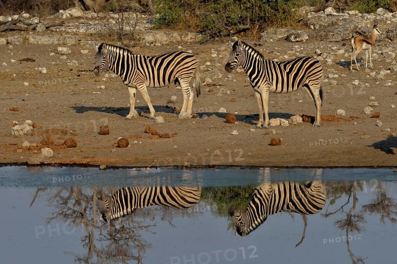 Burchell's Zebras (Equus quagga burchelli) at the waterhole Chudop, Etosha National Park, Namibia
