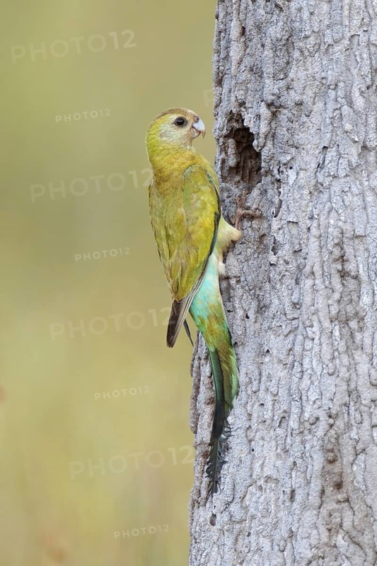 Golden-shouldered Parrot (Psephotellus chrysopterygius) female, Queensland, Australia