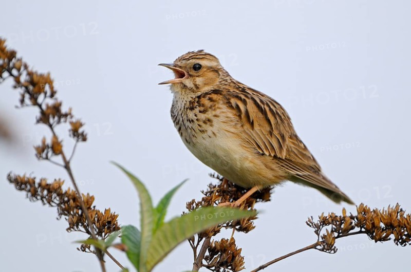 Heidelerche (Lullula arborea), Woodlark, singendes Maennchen auf Singwarte, morgens, Mai, Oberhausen, Ruhrgebiet, Nordrhein-Westfalen, Deutschland