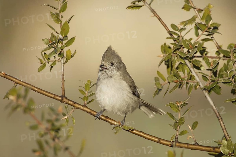 Oak Titmouse (Baeolophus inornatus) singing, California, USA