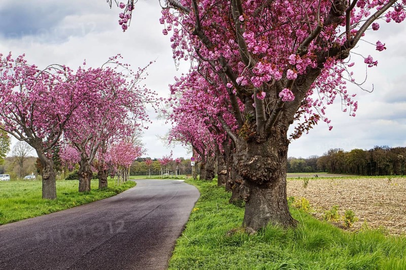 Country road lined with blossoming Japanese cherry blossom trees (Prunus serrulata), merging into wide fields, Nettretal, Lower Rhine