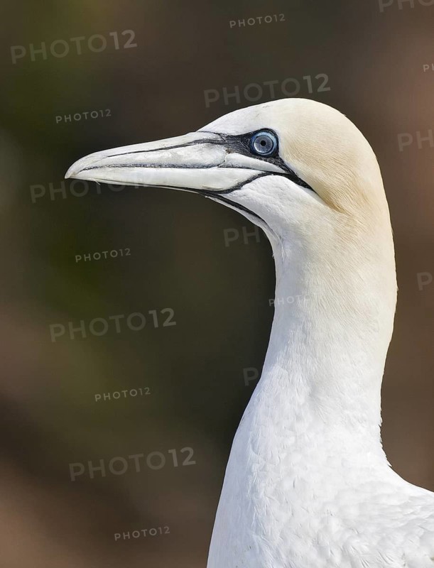 Northern Gannet (Morus bassanus), Quebec, Canada