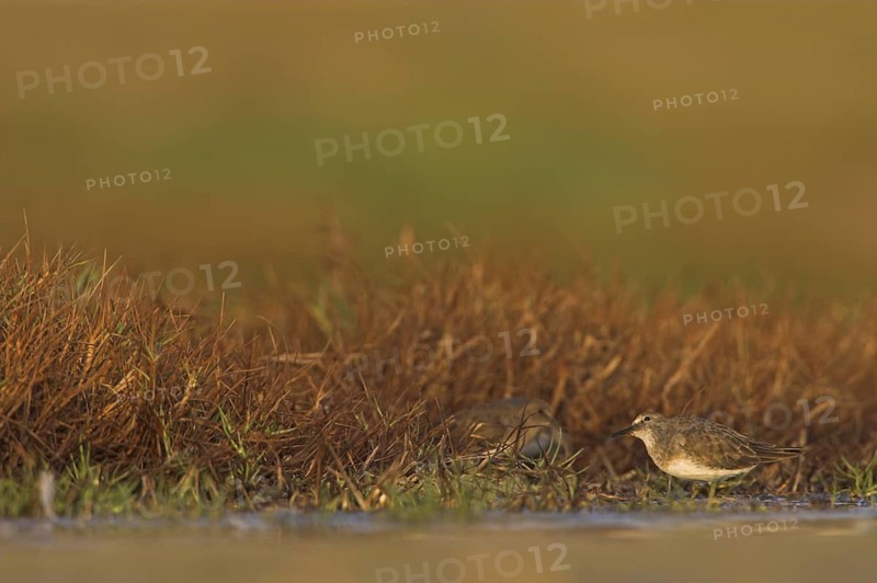 Temminck's Stint (Calidris temminckii), Greece