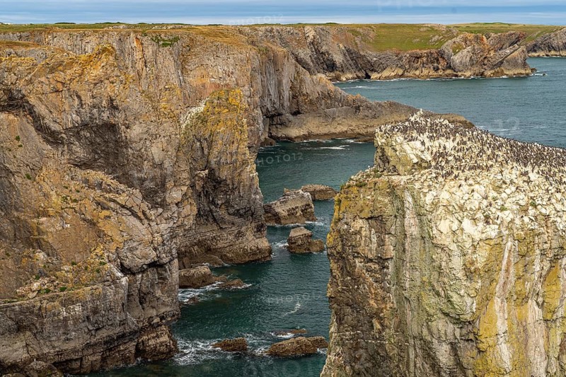 Cliffs of the Pembrokeshire Coast National Park, Pembrokeshire, Wales, Great Britain