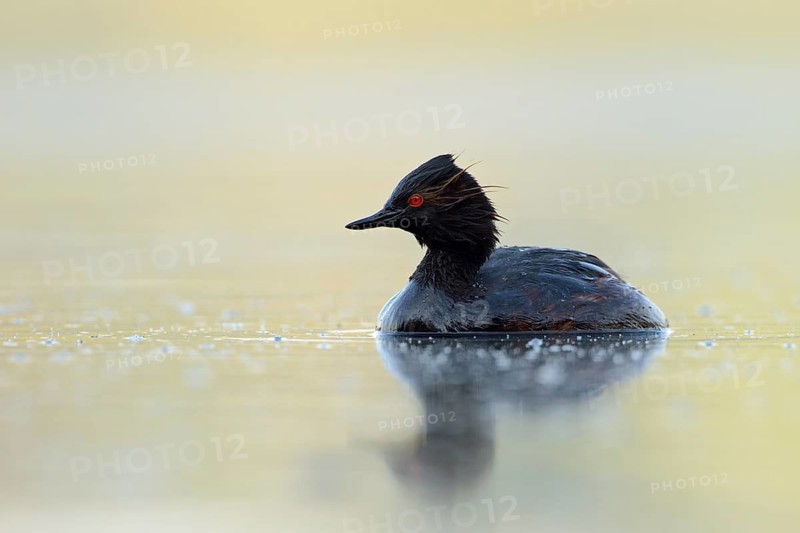 Black-necked Grebe (Podiceps nigricollis), North Rhine-Westphalia, Germany