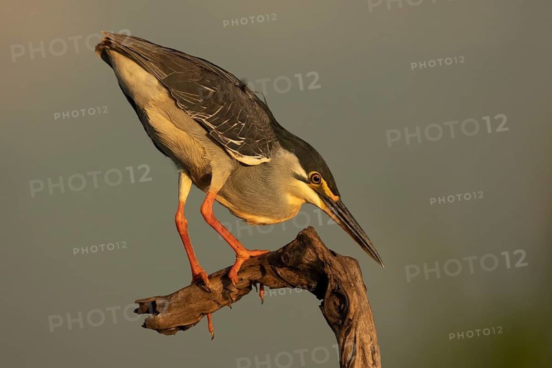 Striated Heron (Butorides striata) hunting, South Africa