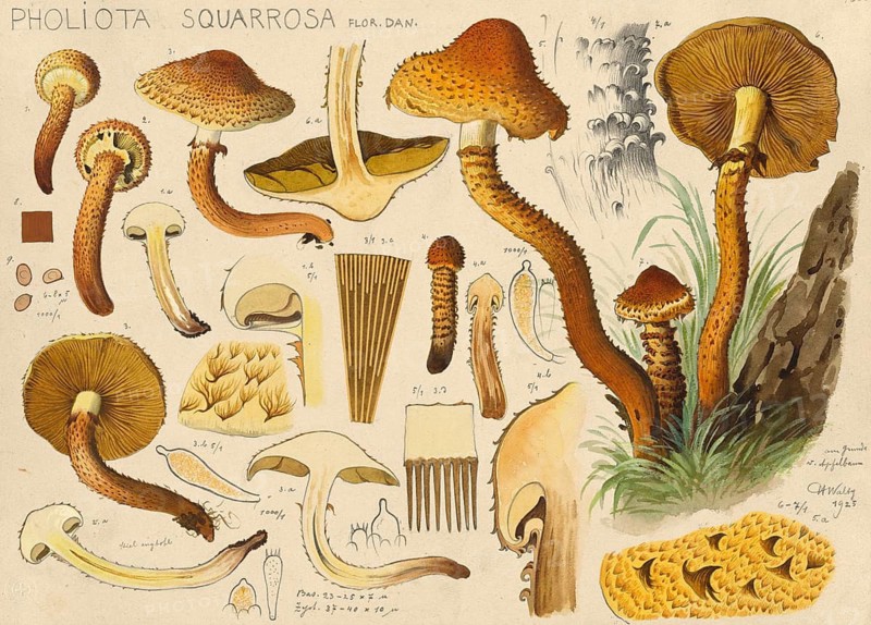 Mushroom, fungus, shaggy scalycap, Pholiota squarrosa, authentic reproduction of an illustration by Hans Walty (1868-1948) from about 1915, historical