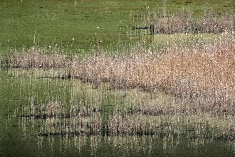 Reeds in green water, Mittersee, Füssen, Oberallgäu, Allgäu, Bavaria, Germany