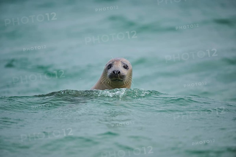 Grey seal (Halichoerus grypus) looking out of the water while swimming in the sea, Düne, Helgoland, Schleswig-Holstein, Germany