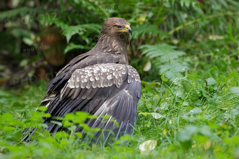 Schreiadler; lat. Aquila pomarina; von der Seite; Waldlichtung; nach Regenschauer; Mecklenburg-Vorpommern