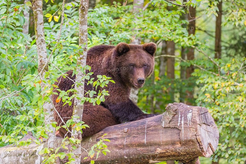 A young male Eurasian brown bear (Ursus arctos arctos) rests on a rotting log lying on the ground