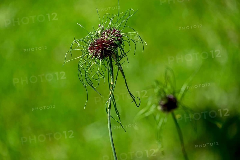 Ornamental leeks (Allium sp.), Allium hair variety, Münsterland, North Rhine-Westphalia, Germany