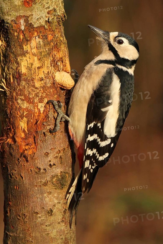 Great Spotted Woodpecker (Dendrocopos major) female, Lower Saxony, Germany