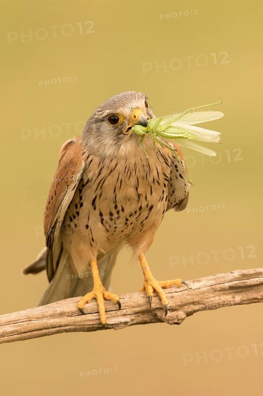 Common Kestrel (Falco tinnunculus) male perched on a branch with captured grasshopper, Serbia