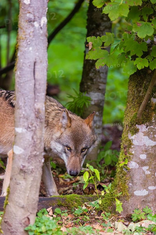 A eurasian gray wolf (Canis lupus lupus) peers through between two trees