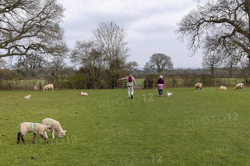 People, dogs, sheep, lambs, public footpath across sheep pasture, Moreton-in-Marsh, Cotswolds, England, Great Britain