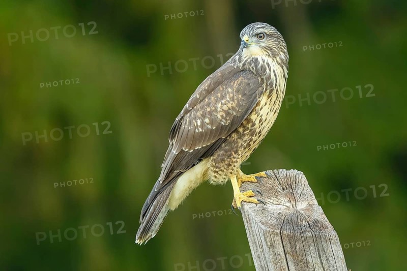 Mäusebussard (Buteo buteo)