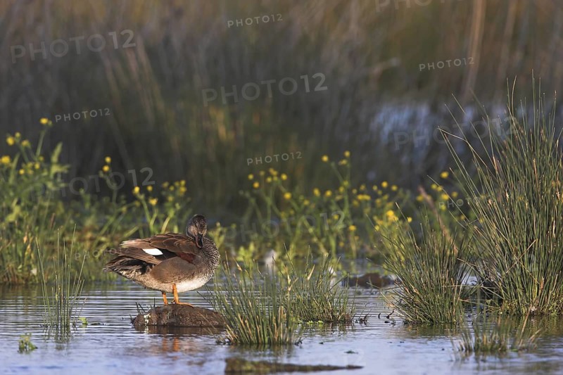 Gadwall (Mareca strepera), Mallorca, Spain