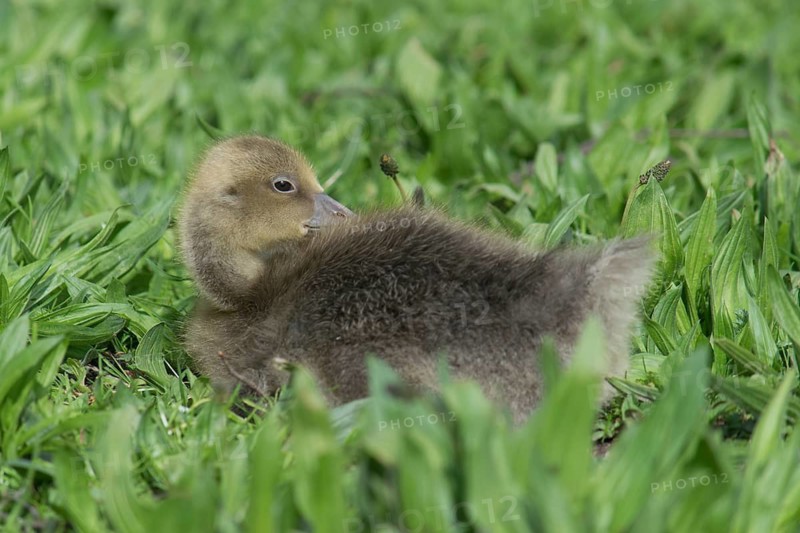 Greylag Goose (Anser anser) chick, Bavaria, Germany