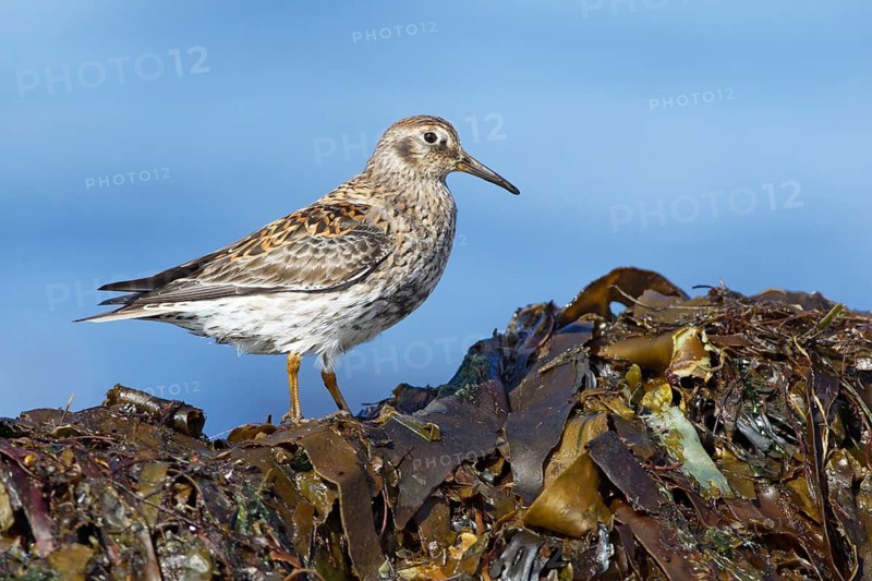 Purple Sandpiper (Calidris maritima), Myvatn, Iceland