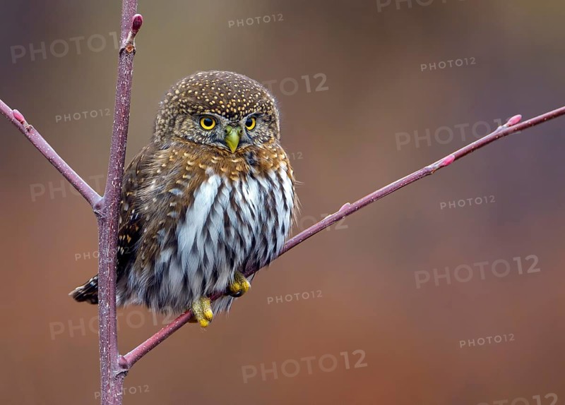 Northern Pygmy Owl (Glaucidium californicum) perched on a twig, British Columbia, Canada