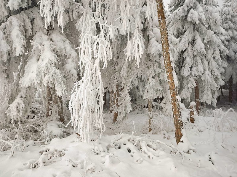 Shrubs and trees in hoarfrost, Horben, Lindenberg, Freiamt, Canton Aargau, Switzerland