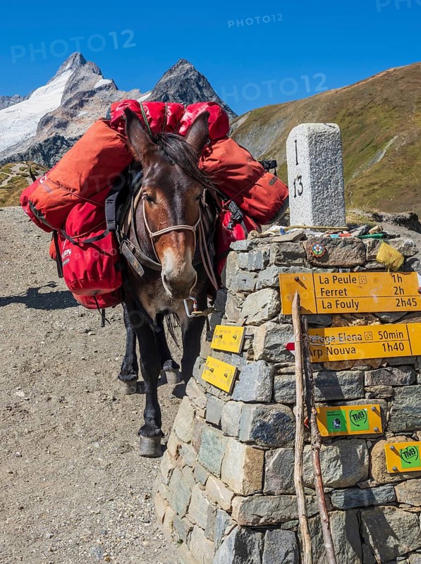 Pack animal at the Grand Col Ferret, carries luggage of hiking groups on the tour Mont Blanc, border Italy-Switzerland