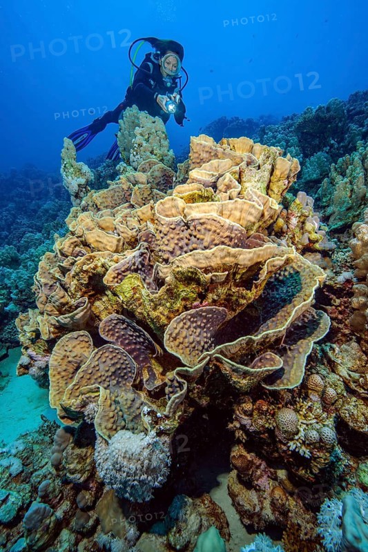 Underwater photo Diver looking at large fragile sinuous Yellow scroll coral (Turbinaria reniformis) large polyp coral stony coral hard coral, Red Sea, Egypt