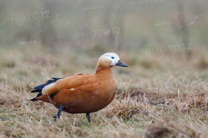 Ruddy Shelduck (Tadorna ferruginea), North Rhine-Westphalia, Germany